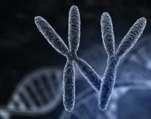 Kiek chromosomų turi skirtingi gyvūnai?