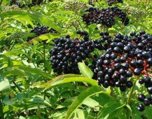 Rastlina bazy čiernej: odrody, prospešné vlastnosti, kontraindikácie