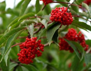 Хар elderberry: жимсгэний ашигтай шинж чанар ба эсрэг заалтууд