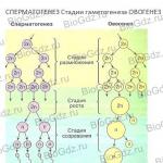 Хромосомный набор дочерних клеток